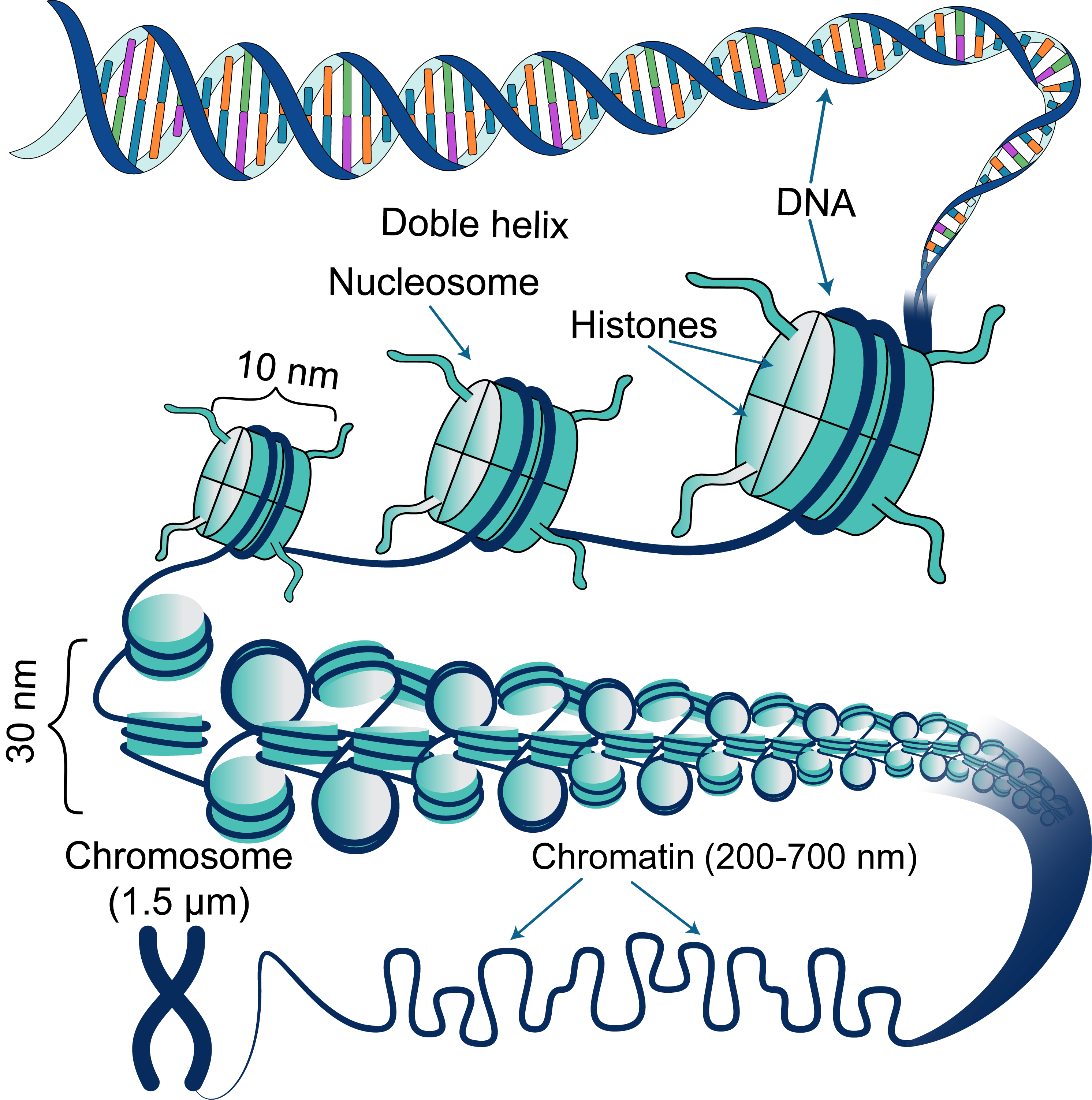 Illustration of combining vision and language modalities